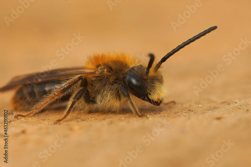 Closeup on a male of the Orange-tailed mining bee, Andrena haemorrhoa sitting on a piece of wood