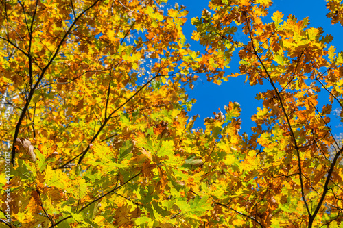 Colorful yellow, red, and orange leaves of trees against the blue sky background. Autumn scenery in daytime outdoors.