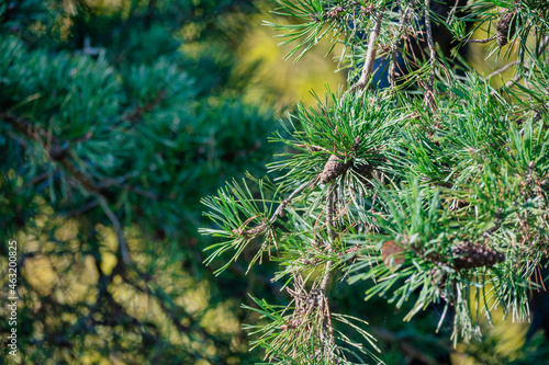 A branch of green pine tree close-up with small young cones. Selective focus, blurred background. Graphic resources and nature theme wallpaper.