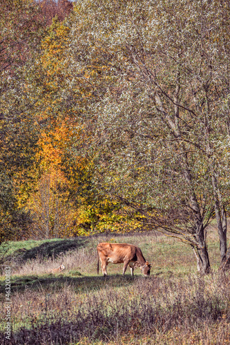 A cow grazes on a meadow with lush vegetation against autumn trees. Bright yellow  red and golden colors of the fall season.