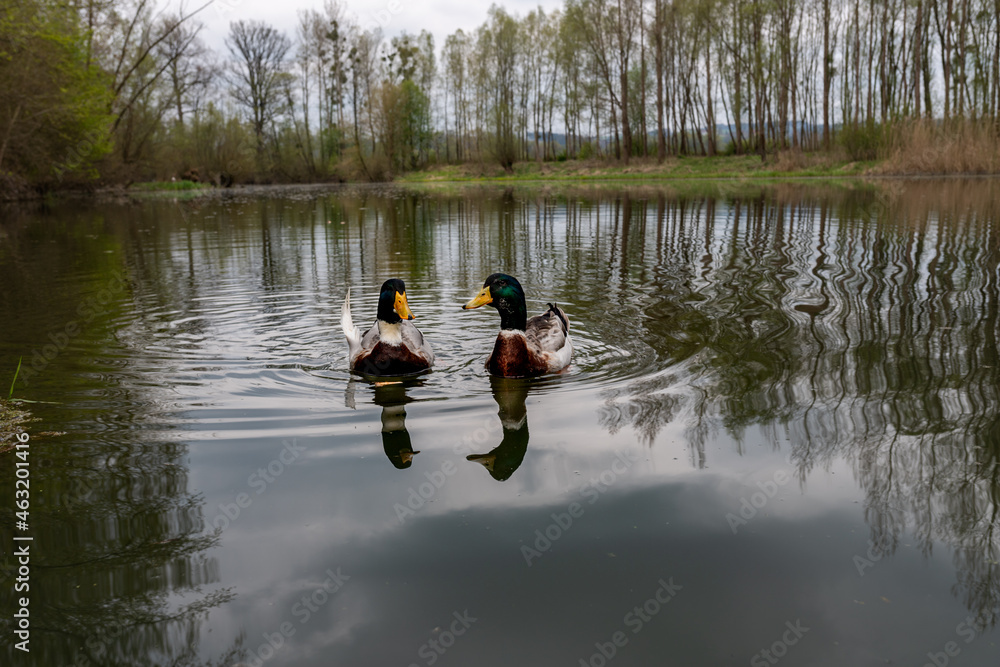 wild ducks on the Danube in Austria wild ducks on the Danube in Austria