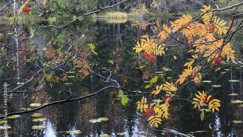 red rowan on the lake in the forest in autumn