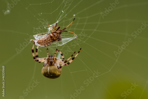 Caught in the web