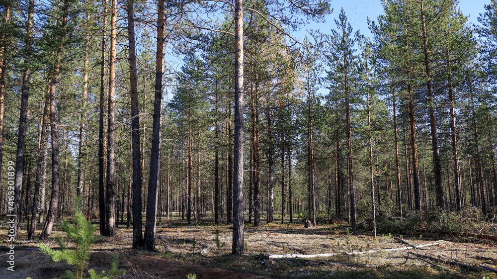 Obraz premium autumn pine forest covered with white moss