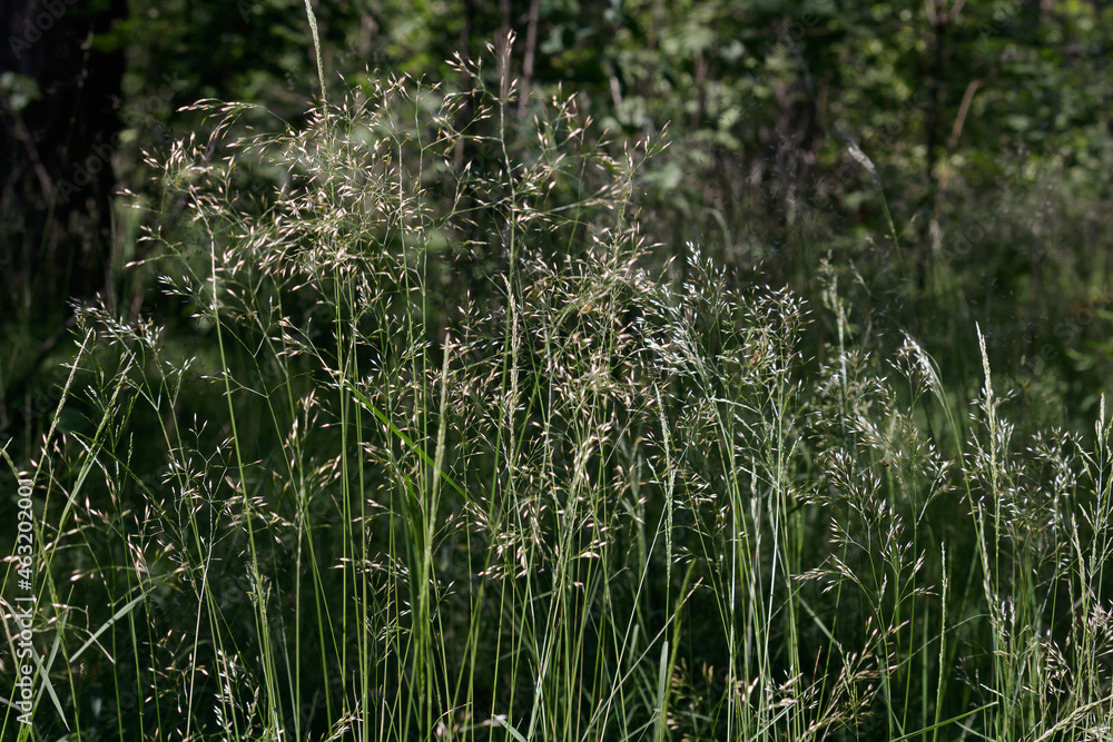 A bent dance in the early summer morning A bent dance in the early summer morning