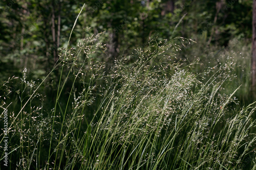 The wind tries to blow hundreds of green curves off the ground. The wind tries to blow hundreds of green curves off the ground.