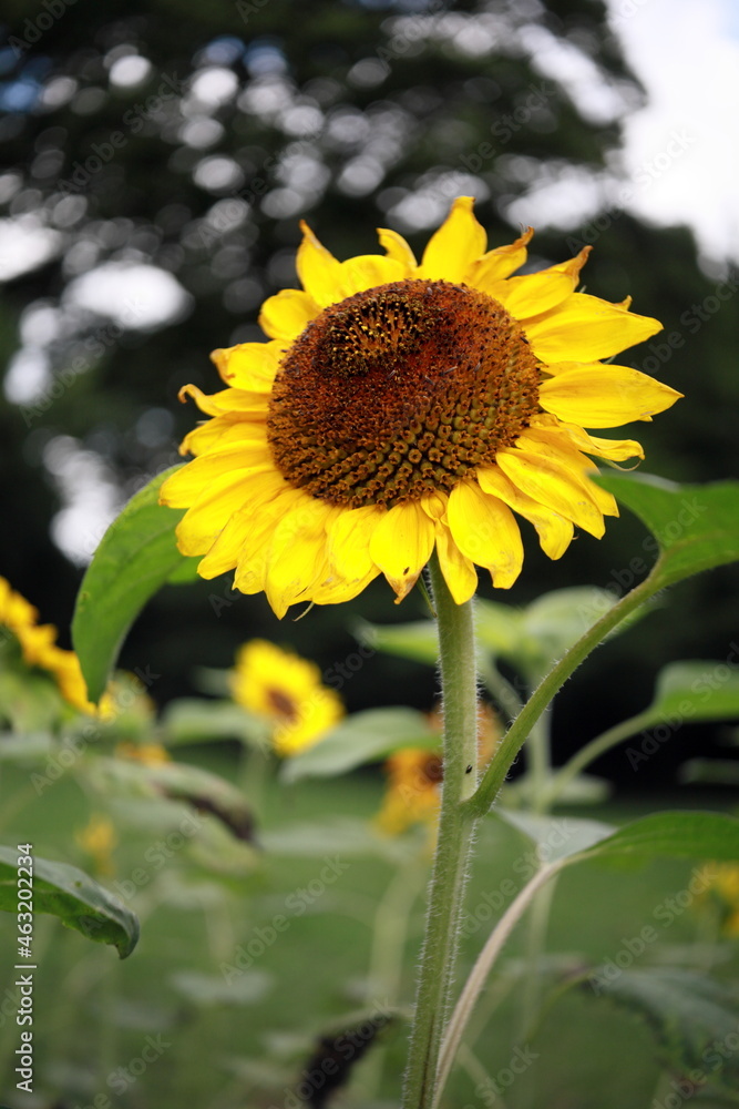 Fototapeta premium ひまわり