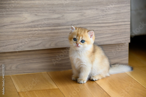 British Shorthair kittens golden color sitting on wooden floor in room, cute cat pose Innocent looking, pure and beautiful pedigree kittens are cute.