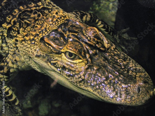 Crocodile