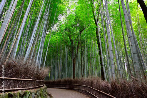 京都 嵐山の竹林の道