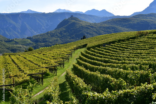 Vineyard araound Caldaro in Southtyrol  photo