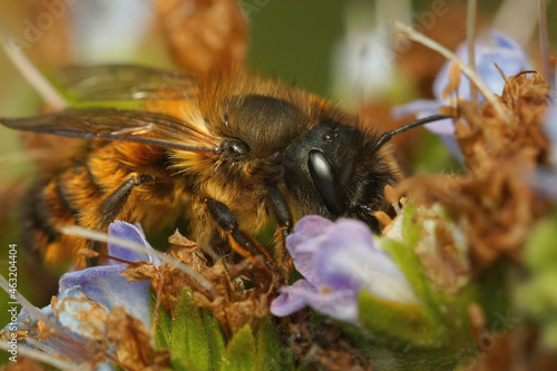 Closeup on a hairy female red mason bee, Osmia rufa, sipping nectar from theblue flower of an Echium vulgare photo