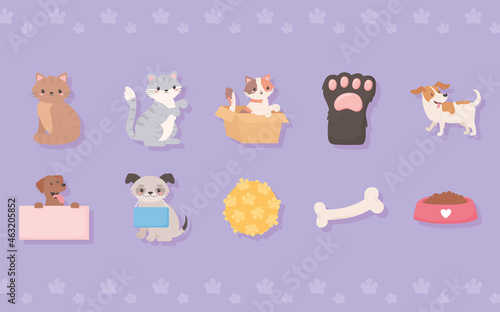 adoption pets and toys