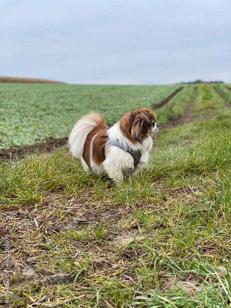 Kleiner Hund im Feld bei einem Spaziergang, mit dem Blick zur Seite.
Tibet Spaniel, Shih Tzu, Pekingese, Landleben, Haustier