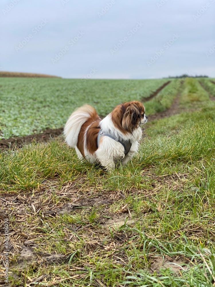 Kleiner Hund im Feld bei einem Spaziergang, mit dem Blick zur Seite.
Tibet Spaniel, Shih Tzu, Pekingese, Landleben, Haustier Kleiner Hund im Feld bei einem Spaziergang, mit dem Blick zur Seite.
Tibet Spaniel, Shih Tzu, Pekingese, Landleben, Haustier