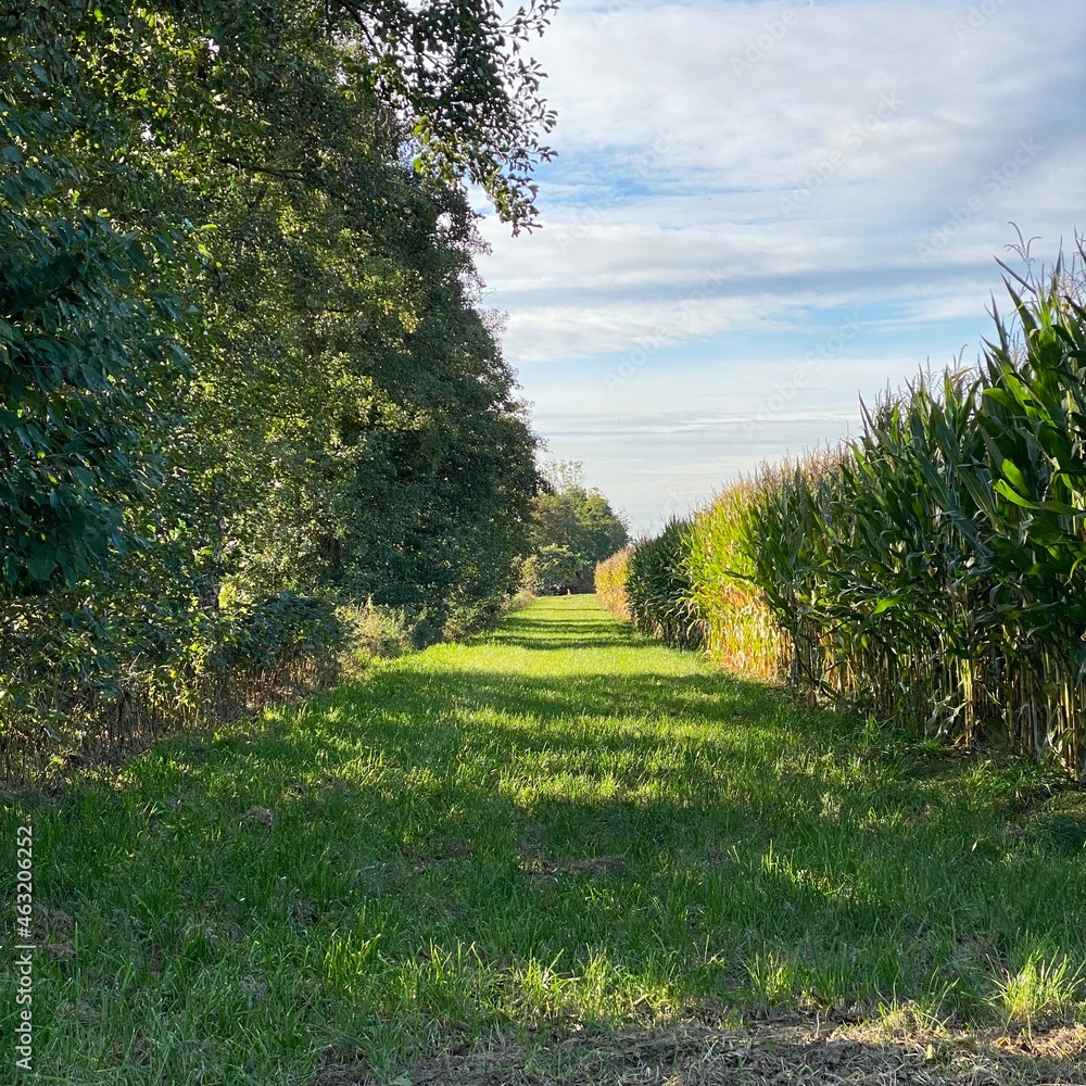 Ein traumhaft schöner Feldweg zwischen Bäumen und Maisfeld und darüber der blaue Himmel mit Bewölkung. Der Herbst und sein tolles Licht. 
Quadrat, Viereck