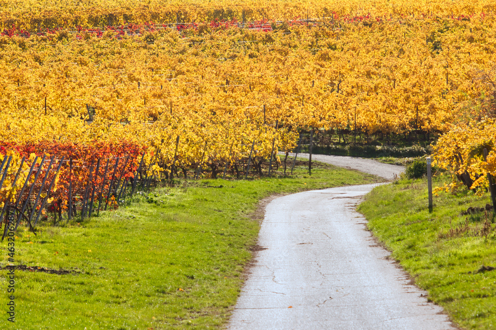 Naklejka premium Path through a colorful vineyard on a sunny fall day in Germany.