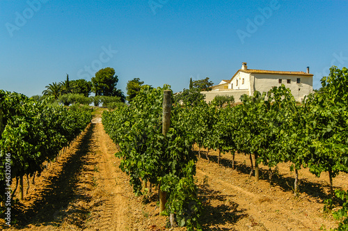 Canvas Print Viñedos y Bodega Jane Ventura, integrada en la D
