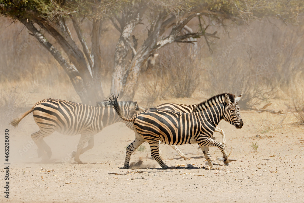 Fototapeta premium Alert plains zebras (Equus burchelli) running on dusty plains, South Africa.