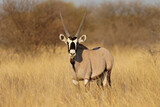 An alert gemsbok antelope (Oryx gazella) in natural habitat, South Africa.