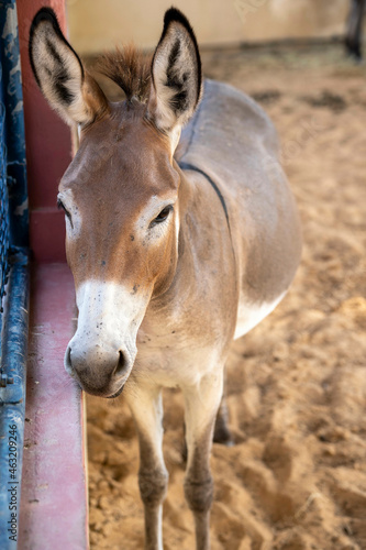 Donkey (mule) stands next to fence in a zoo close up (portrait view)