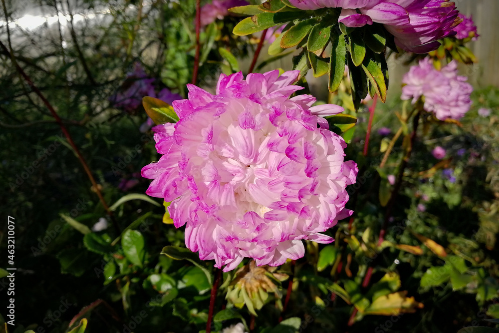 Obraz premium Pink-white autumn colors of aster. 