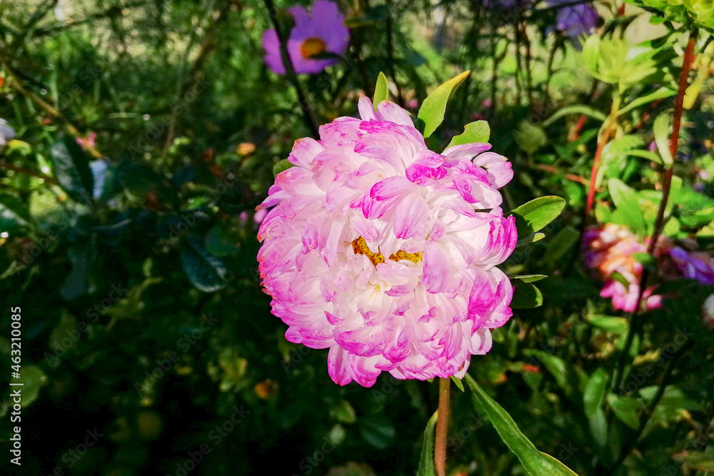 Fototapeta premium Pink-white autumn colors of aster. 