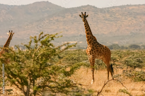 Girafe commune Masa    giraffa tippelskirchi Afrique Kenya