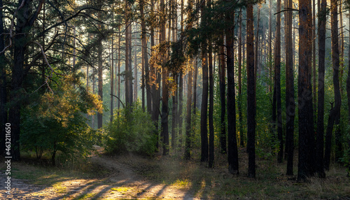 Sunny morning in the forest. The sun s rays make their way through the branches of the trees. Beautiful nature. Nice walk.