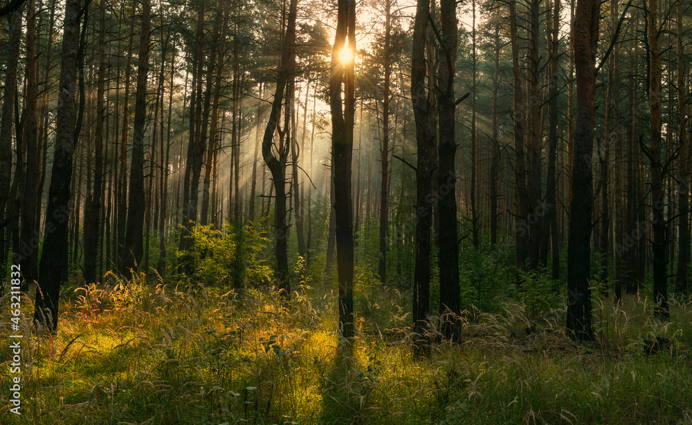 Fototapeta premium Sunny morning in the forest. The sun's rays make their way through the branches of the trees. Beautiful nature. Nice walk.