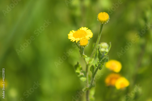 Common fleabane flowers in bloom closeup view with warm green blurred background