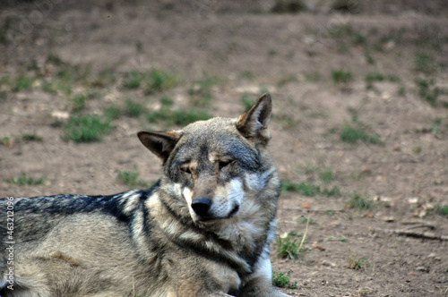 gray wolf canis lupus © Roxana Dias
