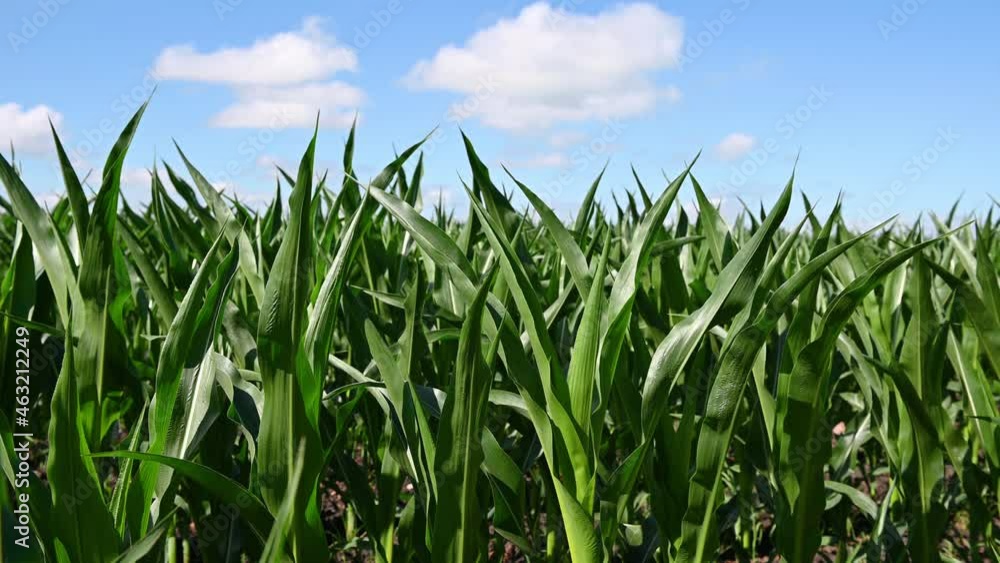 green leaves of corn in a field in summer against a blue sky background. High quality 4k footage green leaves of corn in a field in summer against a blue sky background. High quality 4k footage