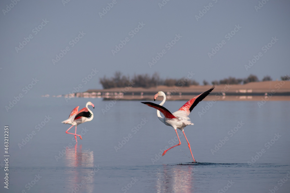 Fototapeta premium Wild african birds. Flock of pink african flamingos walking around the blue lagoon on the background of bright sky on a sunny day.