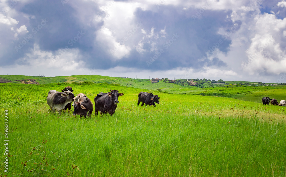 Cows in the field eating grass, photo of several cows in a green field with blue sky and copy space, A green field with cows eating grass and beautiful blue sky Cows in the field eating grass, photo of several cows in a green field with blue sky and copy space, A green field with cows eating grass and beautiful blue sky