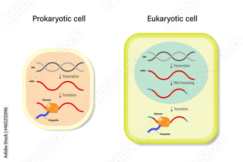Comparison diagram transcription and translation of Prokaryotic cell with Eukaryotic cell. Genetic code. photo