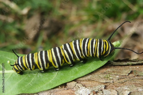 Monarch caterpillar on green leaf in Florida wild, closeup