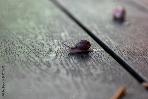 macro shot of a currant