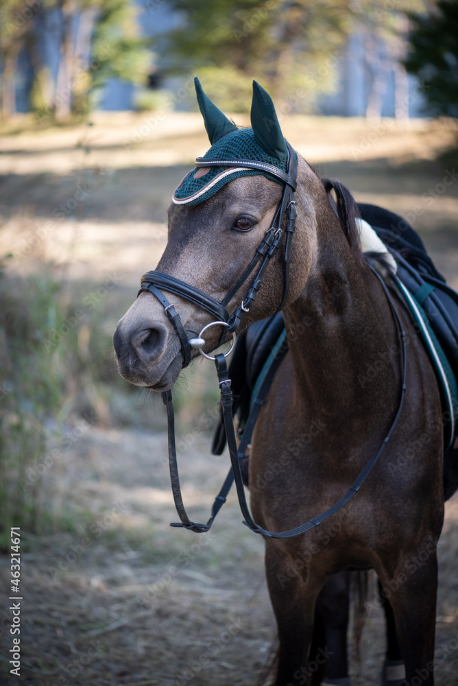 Deutsches Reitpony