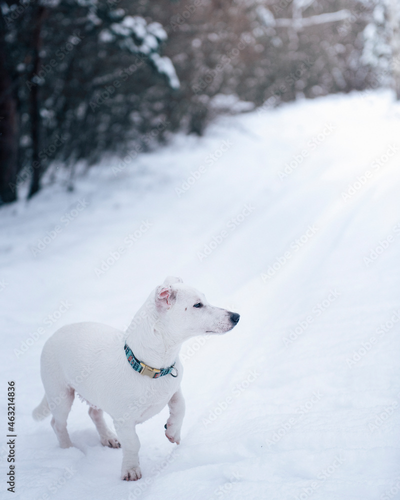 Jack russell terrier in winter snowy forest