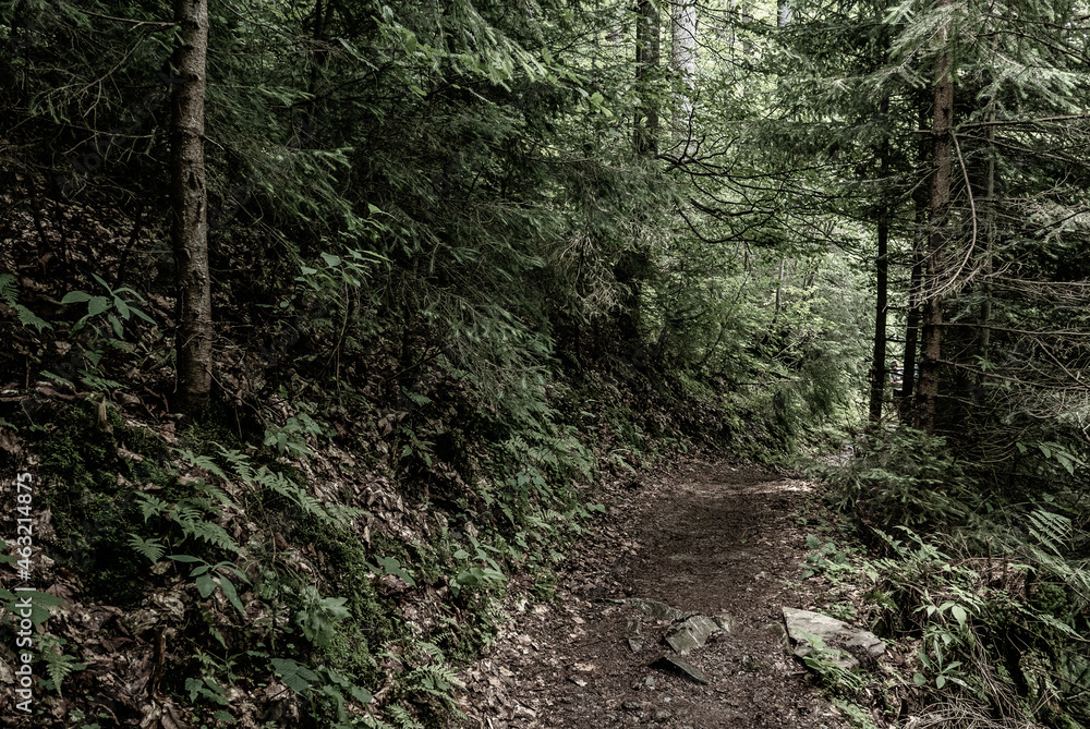 Dark moody forest Dark moody forest