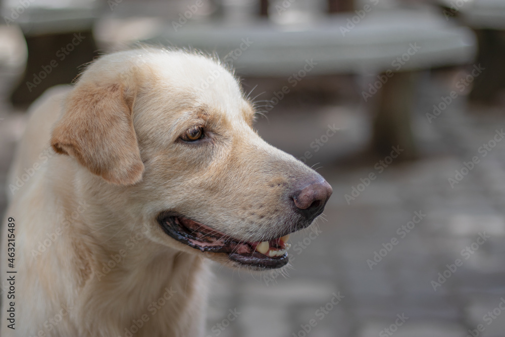 A brown dog is waiting for its owner in loneliness. A brown dog is waiting for its owner in loneliness.