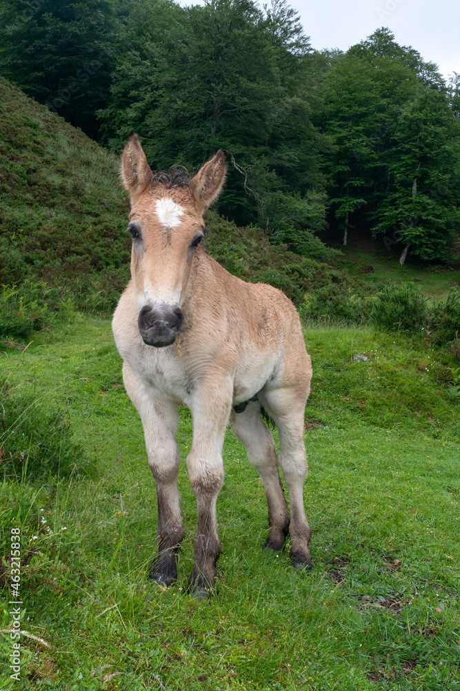 Pottok pony in Pyrenees mountain pastures in Basque country, France Pottok pony in Pyrenees mountain pastures in Basque country, France