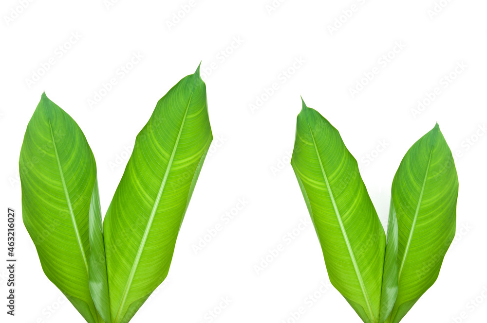 Obraz premium Heliconia leaves isolated on white background.