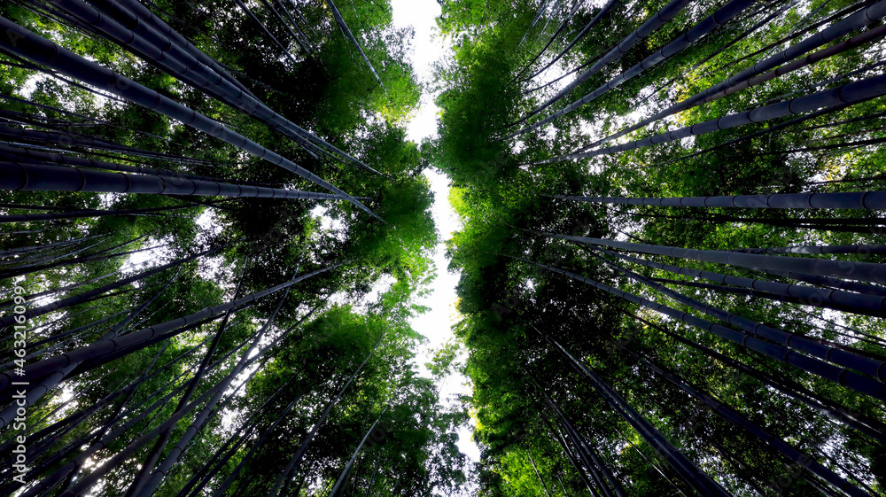 Fototapeta premium 竹林の道