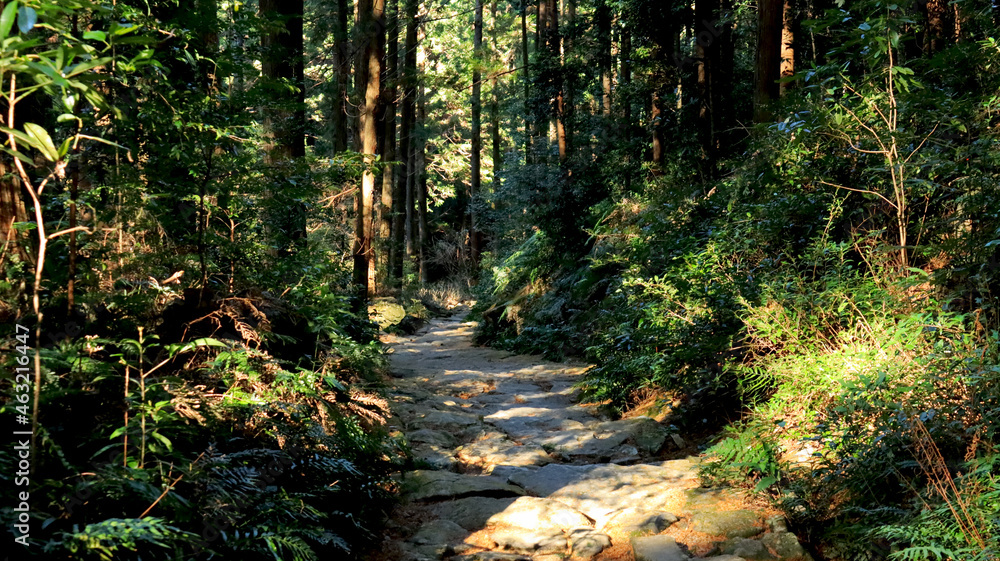 Obraz premium 山道②