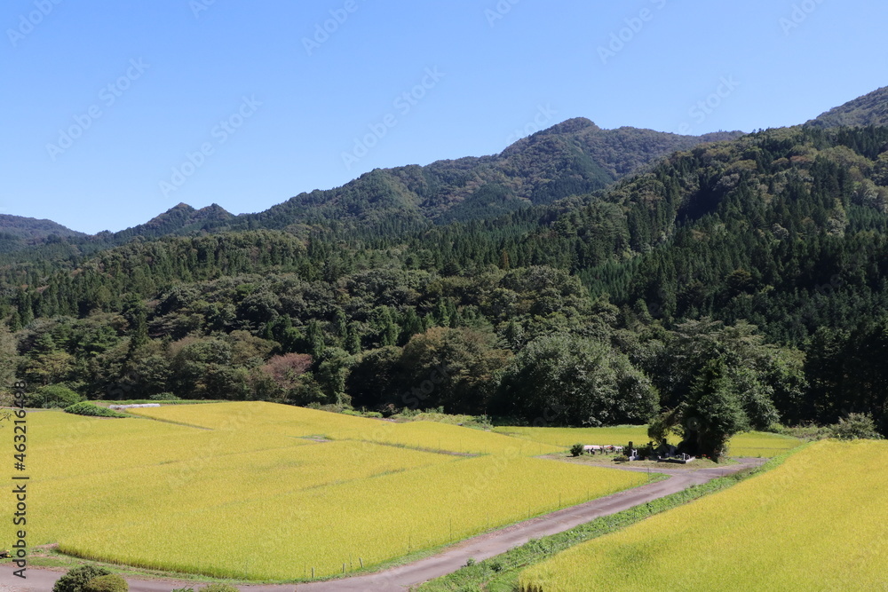 稲田の風景。