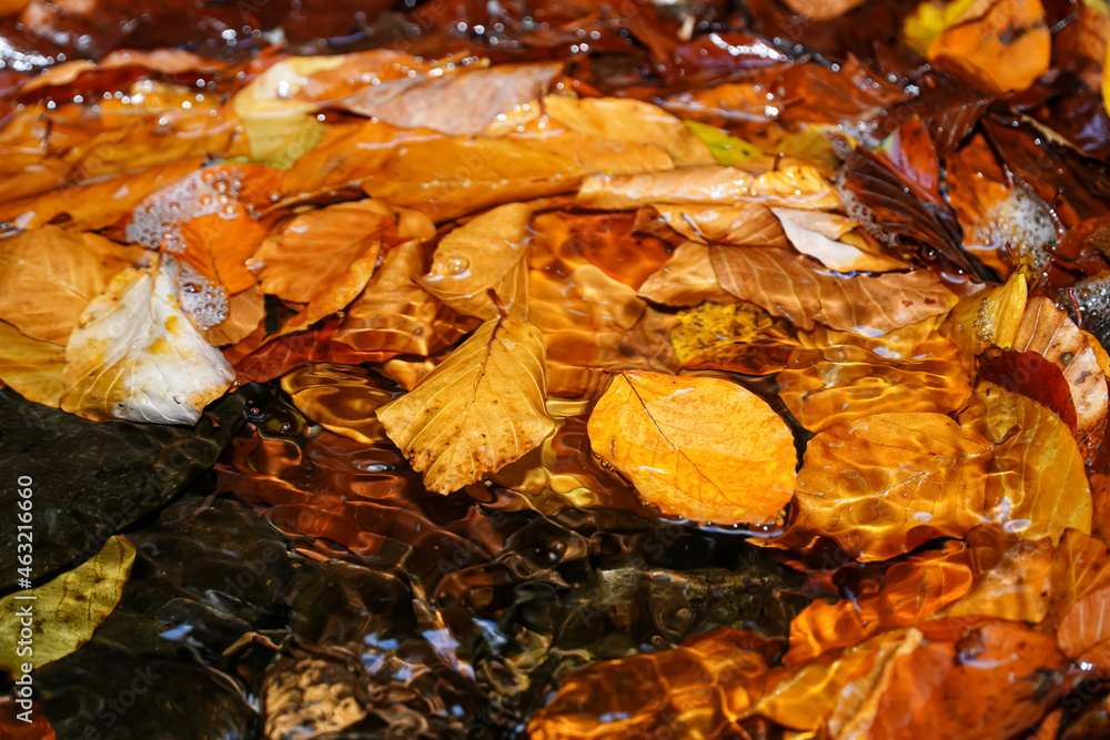 Autumn leaves under the flowing water, autumn background, wet yellow leaves