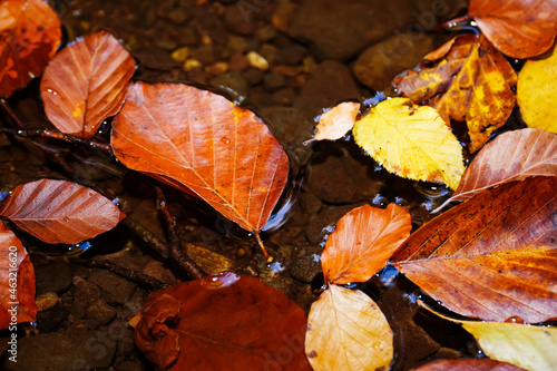 Autumn leaves under the flowing water  autumn background  wet yellow leaves