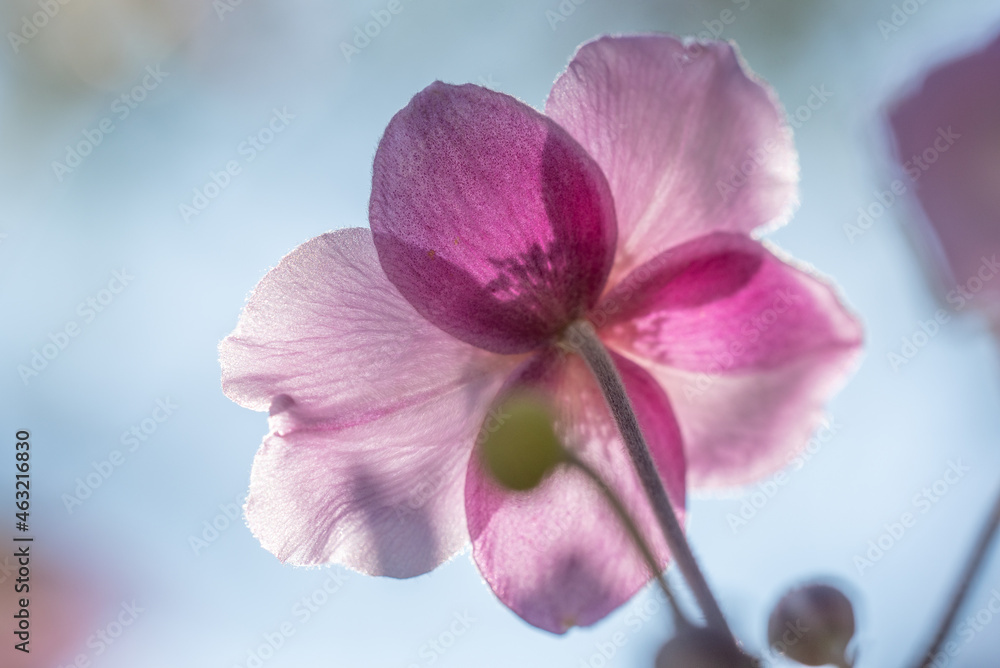 Obraz premium Herbstanemone